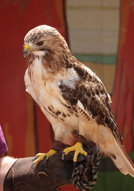 Prairie Falcon
