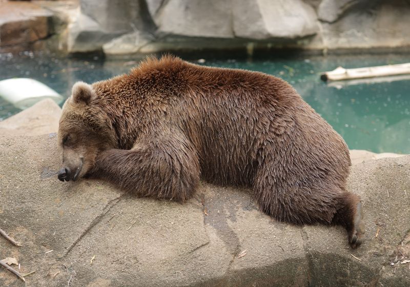 Brown Bear