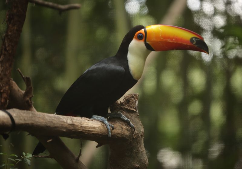 Tucan