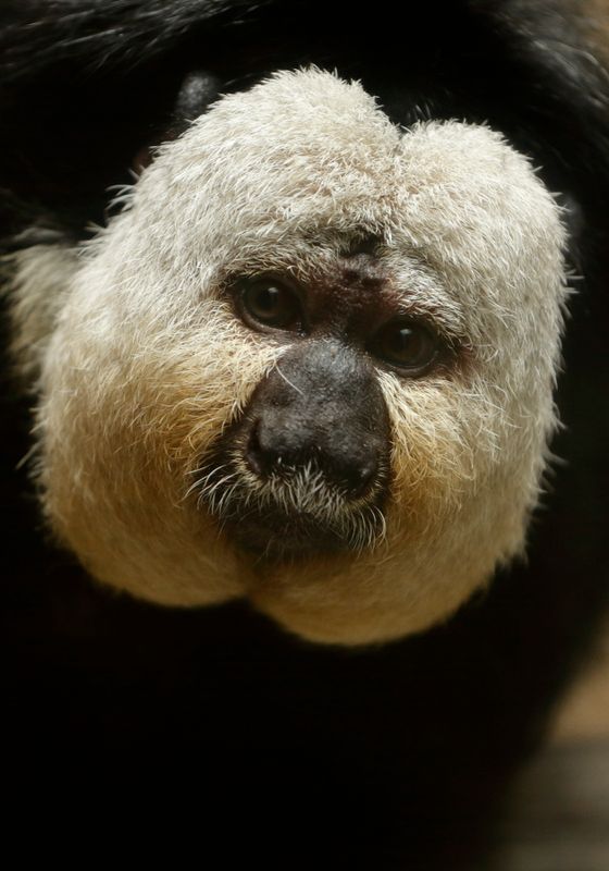 Whate-faced Saki