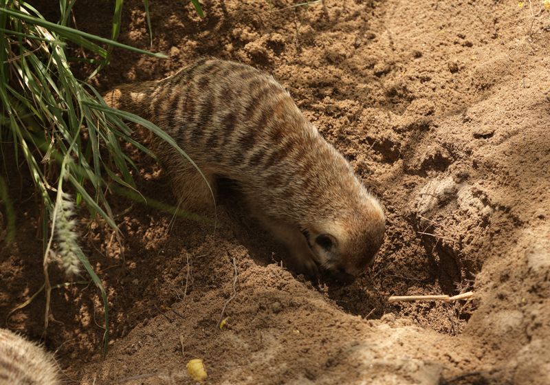 Meerkat