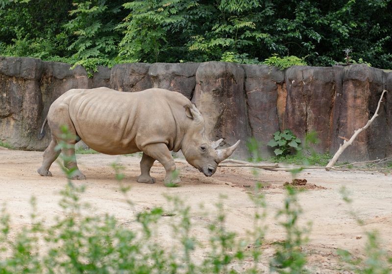 Southern White Rhinoceros