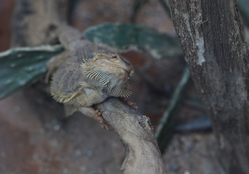 Pogona