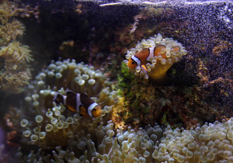 Clown Fish