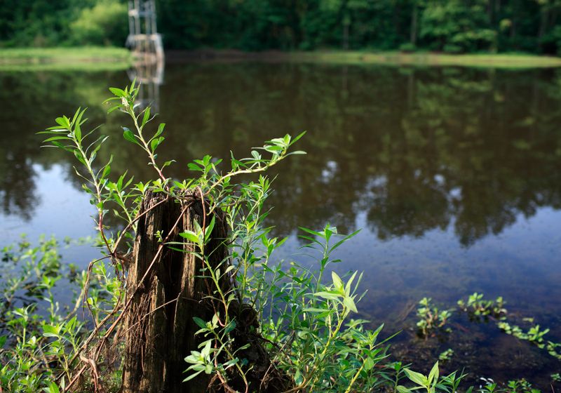 Gibson Pond Park, Lexington SC