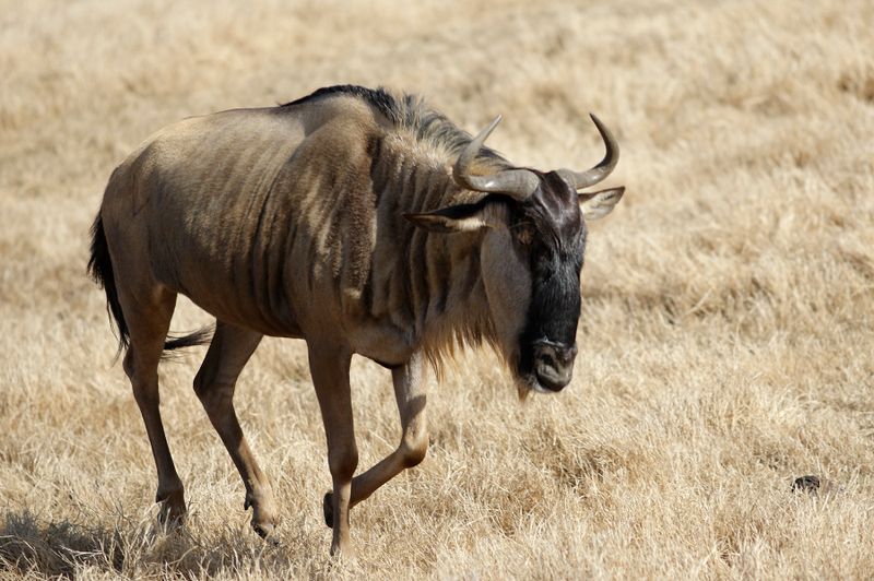 Blue Wilderbeest