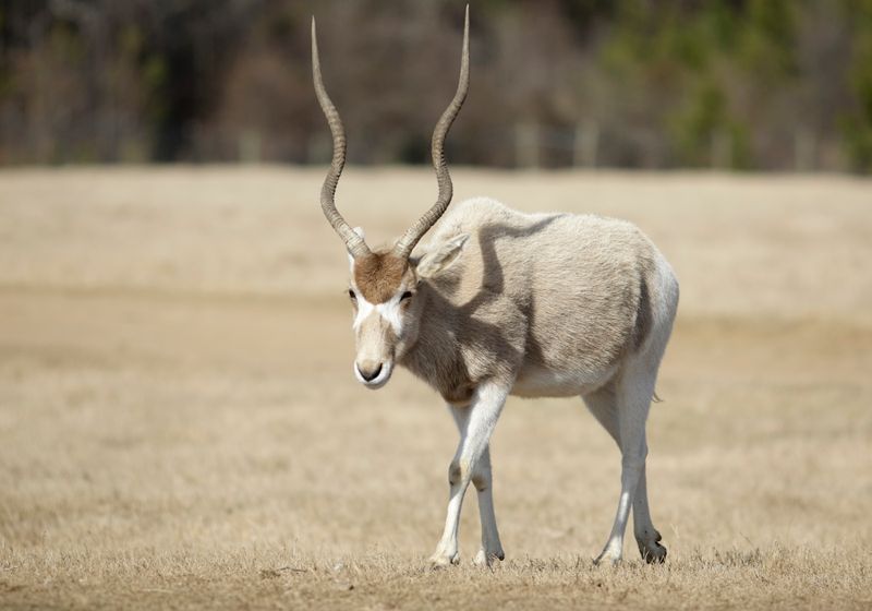 Addax
