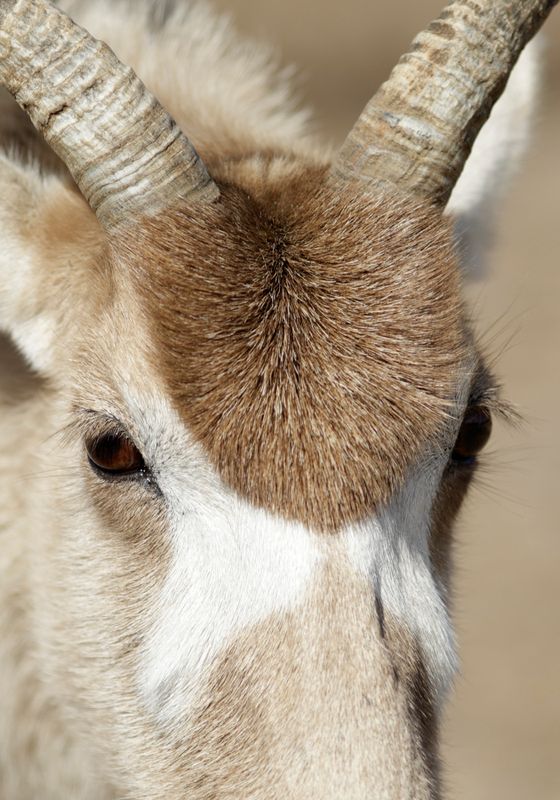 Addax