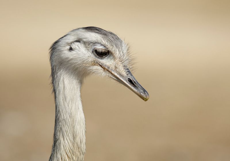 Rhea