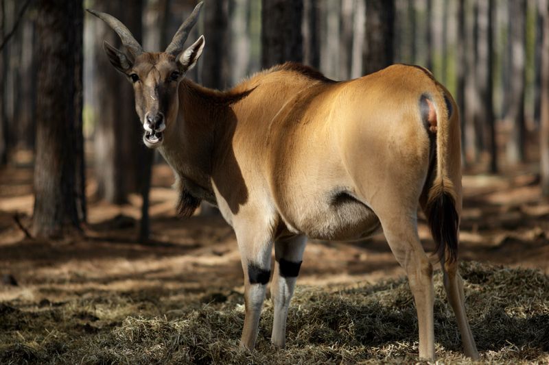 Eland