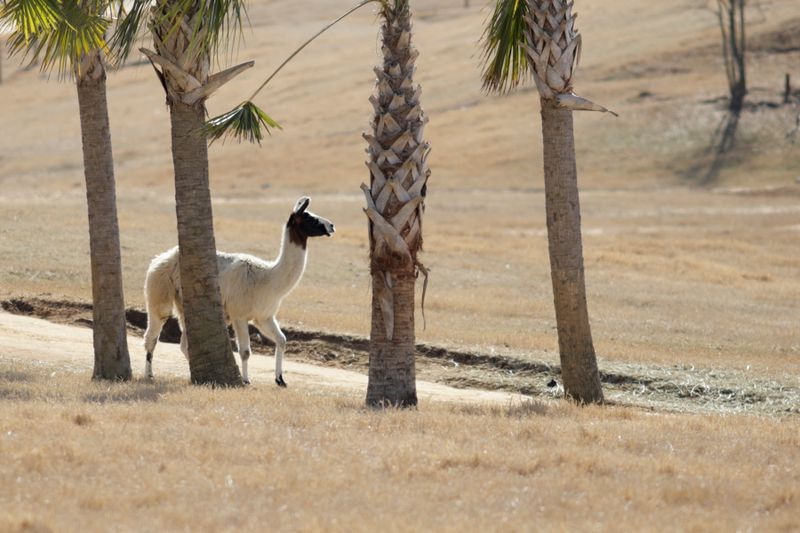 Llama