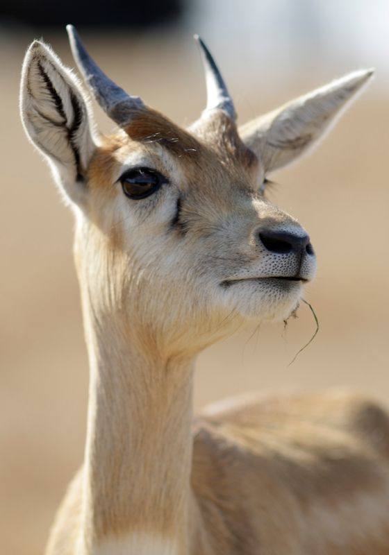 Scimitar Oryx