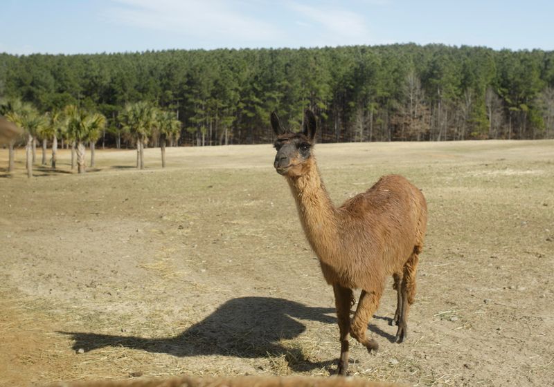 Llama
