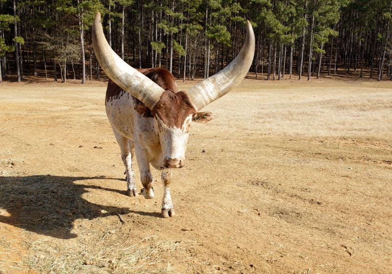 African Watusi
