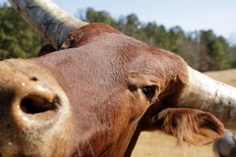 African Watusi