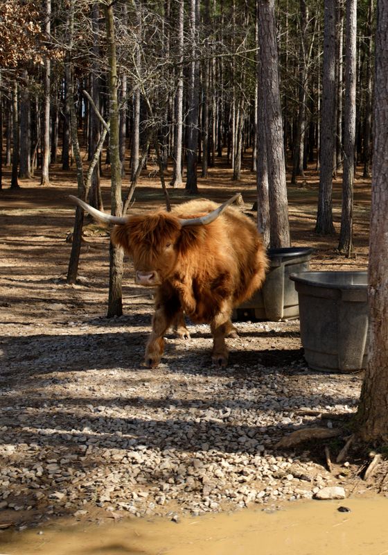 Scottish Highlander