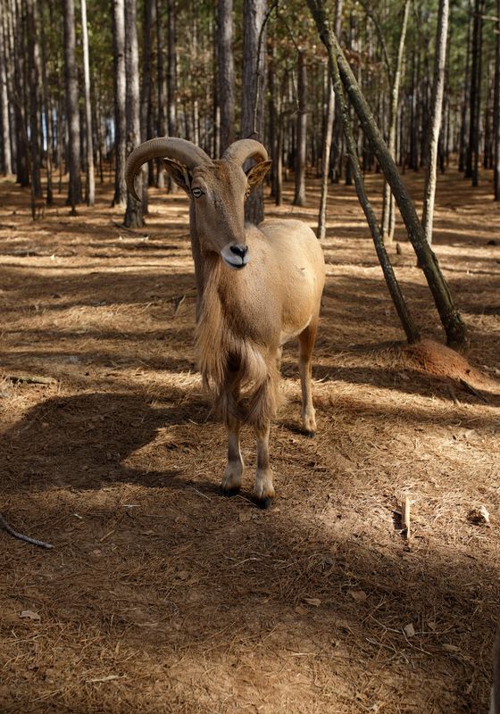 Aoudad