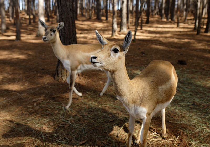 Scimitar Oryx