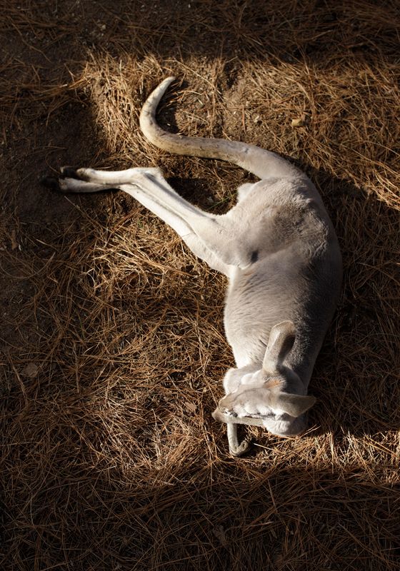Easter Gray Kangaroo