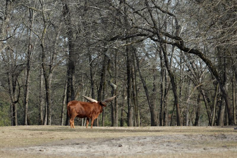 African Watusi