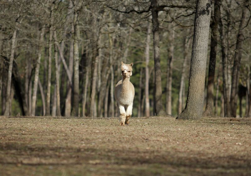 Alpaca