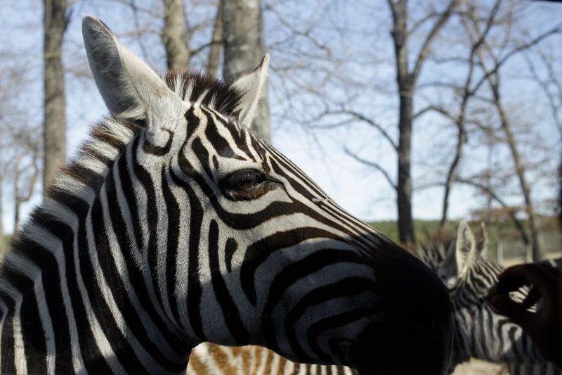Zebra