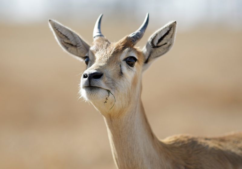 Scimitar Oryx