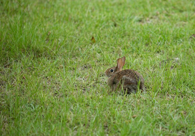 Yard Visitors