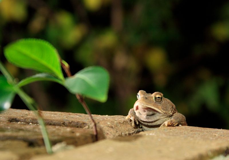 Pond Visitor