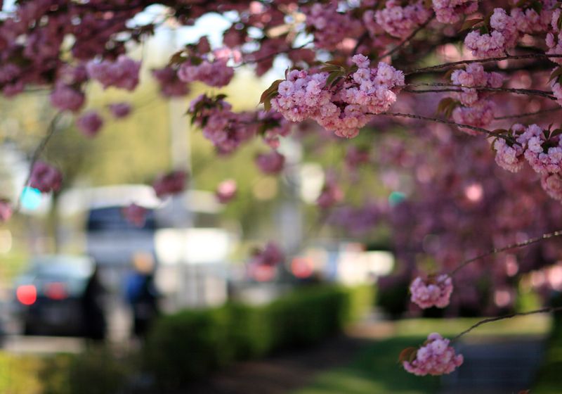 Cherry Blossom