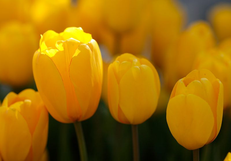 Tulips