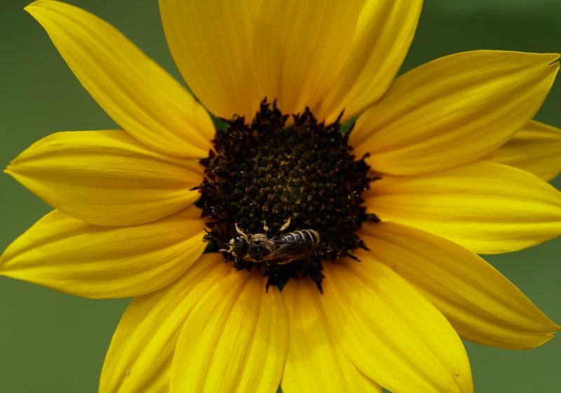 Bee