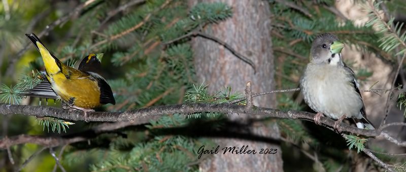 IMG_1085.jpg