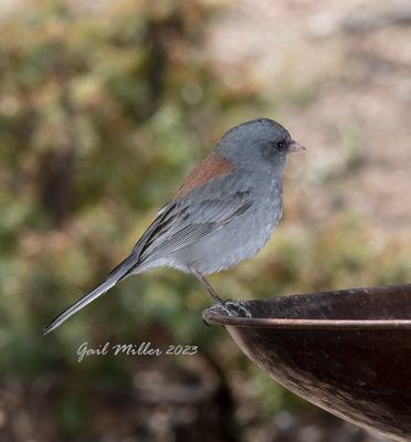 Dark-eyed Junco