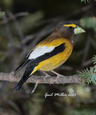 Evening Grosbeak, male. 