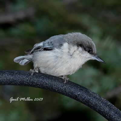 Pygmy Nuthatch