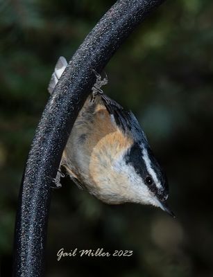 Red-breasted Nuthatch