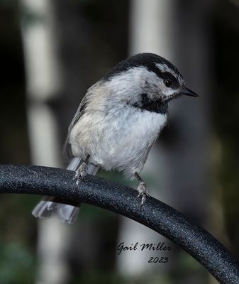 Mountain Chickadee