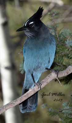 Steller's Jay 