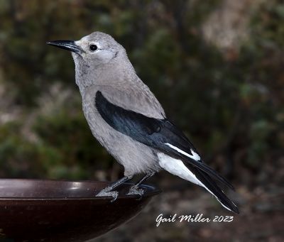 Clark's Nutcracker