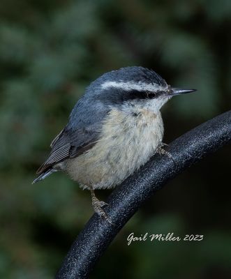 Red-breasted Nuthatch