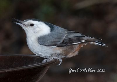 White-breasted Nuthatch