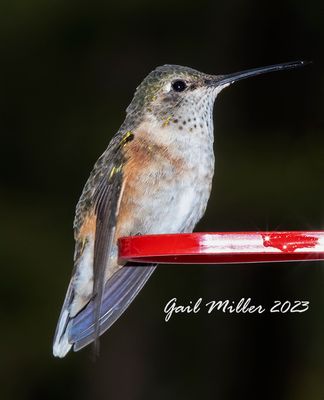 Broad-tailed Hummingbird, female.  