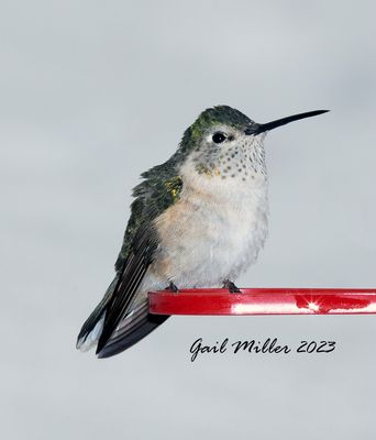 Broad-tailed Hummingbird, female.  