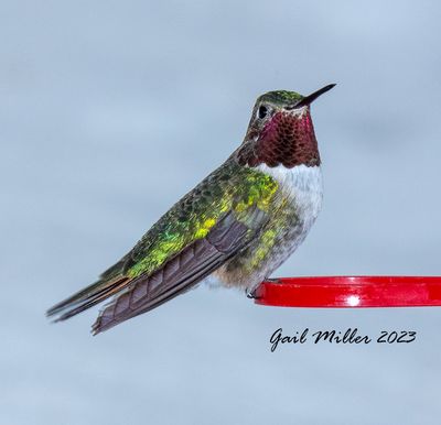 Broad-tailed Hummingbird, male.