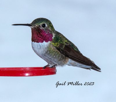 Broad-tailed Hummingbird, male.