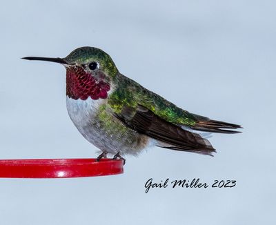 Broad-tailed Hummingbird, male.
