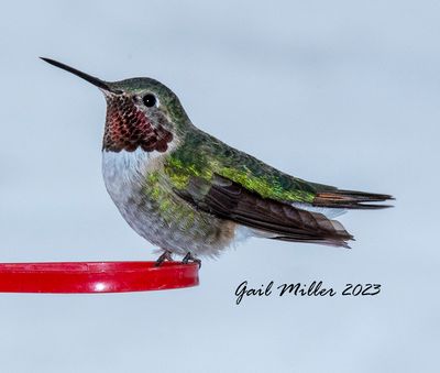 Broad-tailed Hummingbird, male.