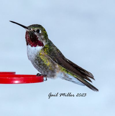 Broad-tailed Hummingbird, male.