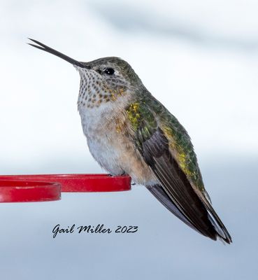 Broad-tailed Hummingbird, female.  